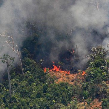 Amazonia víctima del homo economicus