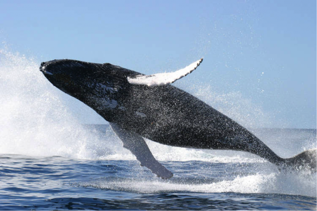 Cristina Castro: bióloga ecuatoriana enamorada del mar y de las ballenas