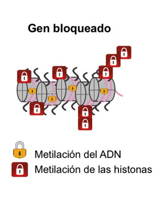 Epigenética: activación y desactivación de genes