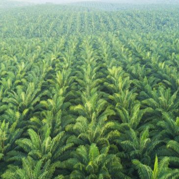 Palma africana, su producción