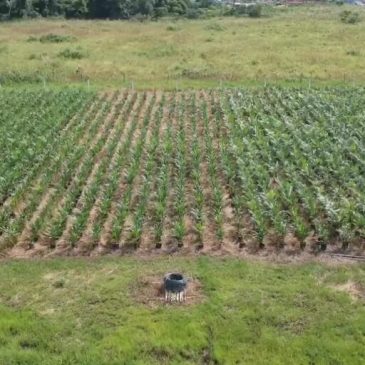 BOLIVIA . LA PALMA AFRICANA ATENTA LA VIDA EN TODAS SUS FORMAS