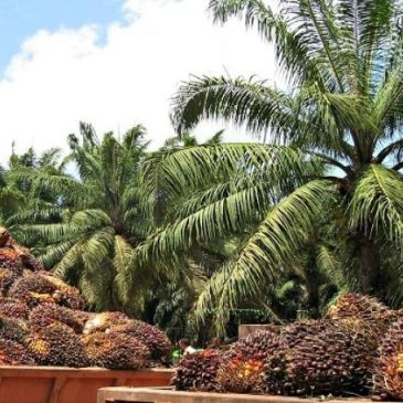 LA PALMA AFRICANA PERU: ENTIDADES FINANCIERAS   RESPONSABLES DE ATROPELLOS A LA NATURALEZA , PUEBLOS Y PAISES