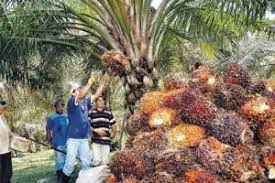 LA EXPANSION DE LA PALMA AFRICANA A COSTA DE  AFECTAR TIERRAS DE CULTIVO,   ZONAS PROTEGIDAS, TIERRAS DE COMUNIDADES (COLOMBIA)