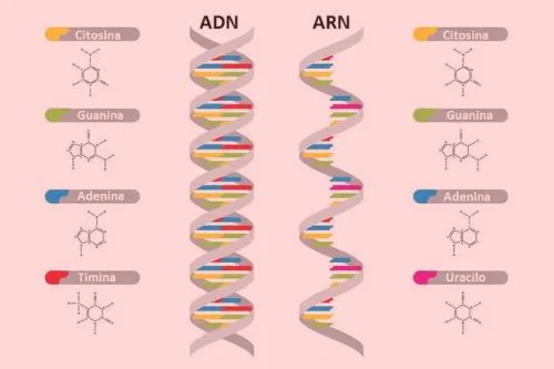 ADN y ARN: una breve revisión actual