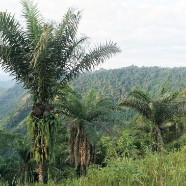Palma de tagua: botones, nanocelulosa y bioetanol ko